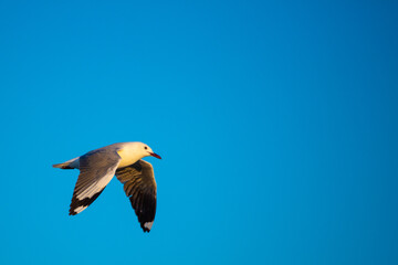Seagull in flight with blue sky and copyspace, taken in Paternoster in the Western Cape of South Africa