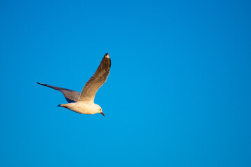 Seagull in flight with blue sky and copyspace, taken in Paternoster in the Western Cape of South Africa
