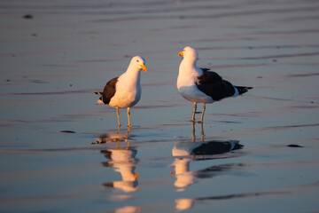 Sea Gulls on the beach of Paternoster in the Western Cape of South Africa during sunset
