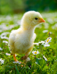 young chick sits in a spring flower meadow,image concept for easter,
