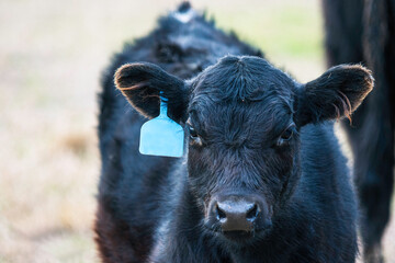 Angus calf with blue ear tag