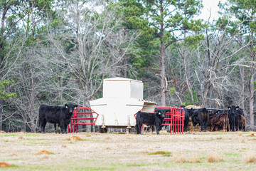 Cow and calf standing in front of creep feeder