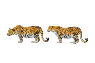 two pantera( pardus japonensis) isolated on white background © fotomaster
