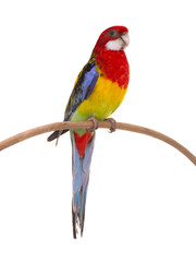 rosella parrot isolated on white background