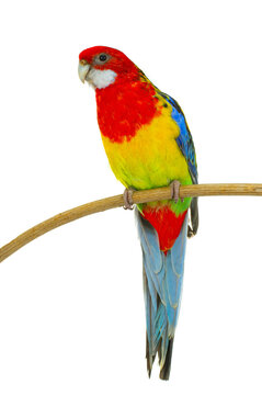 rosella parrot isolated on white background