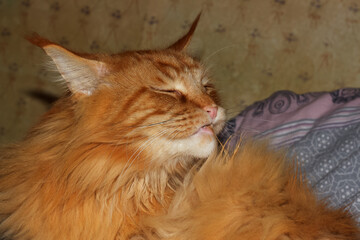 Portrait of a red Maine Coon cat. Kharkov, Ukraine