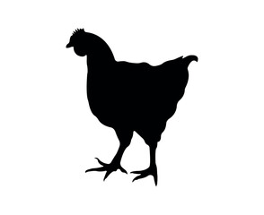 Vector chicken silhouette isolated on white background