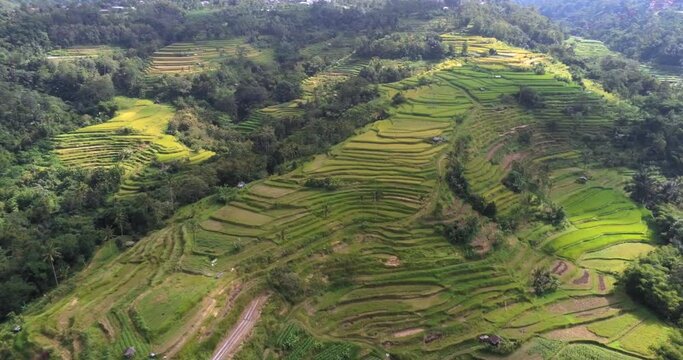 Rice terraces in Bali, Indonesia. Aerial view, drone shot. Typical agricultural landscape in Southeast Asia