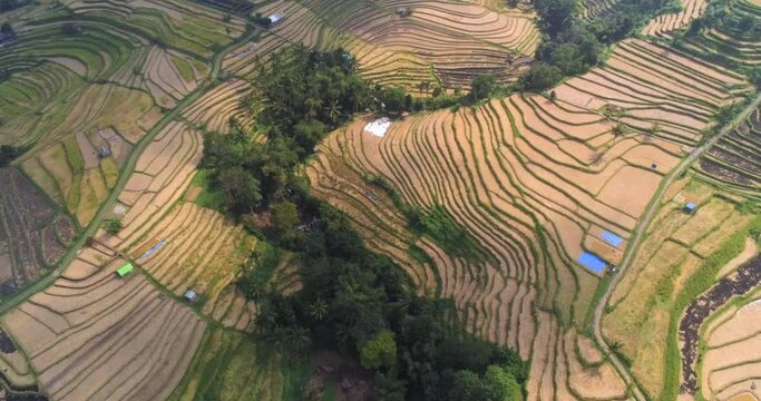 Jatiluwih rice terraces in Bali, Indonesia. Aerial view, drone shot. Typical agricultural landscape in Southeast Asia