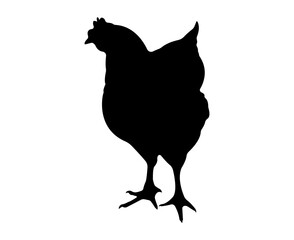 Vector chicken silhouette isolated on white background