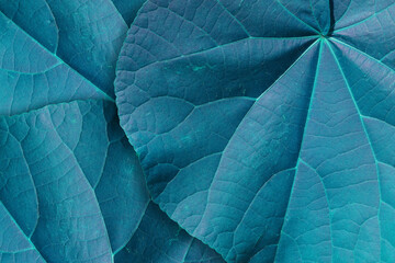 Close-up Background Image of Blue Leaves