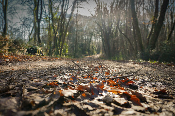 allée dans un bois avec ses feuilles mortes