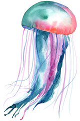 Beautiful watercolor jellyfish on a white isolated background, hand drawing
