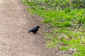 crow on the ground