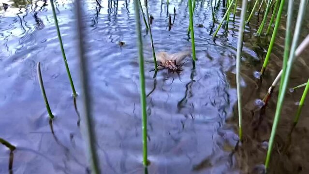 A Salmonfly floating on the water in the weeds