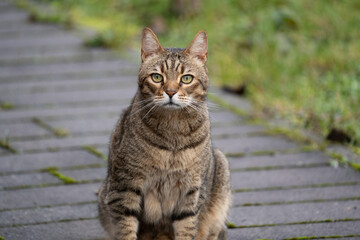 Cat with striped fur sits on the stony pathway in the backyard 