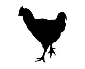 Vector chicken silhouette isolated on white background