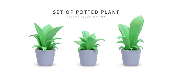 Set of 3d realistic potted plant