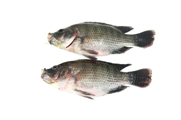Tilapia fish isolated on white background..