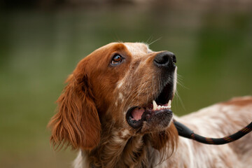 Brown and white English Setter