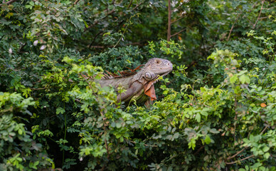 Iguana lizard on a tree
