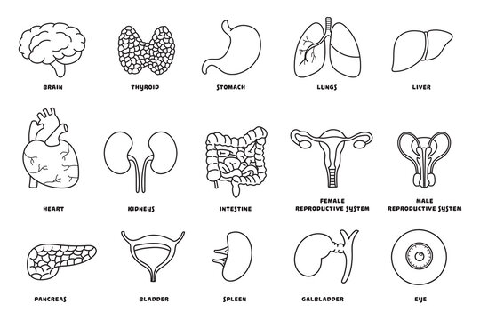Vector illustration set of hand drawn icons various human body internal organs	
