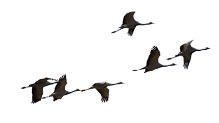 png herd of birds fly on clear backgroung	