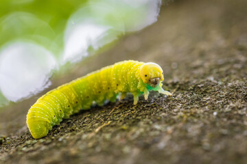 Grüne Raupe Larve einer großen Birkenblattwespe Cimbex femoratus auf einem Buche Baum im Wald in freier Natur, Deutschland.