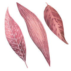 Decorative leaves with white spots on a white background. Isolate. Watercolor
