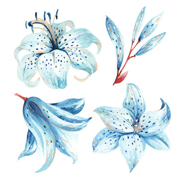 set of blue lilies on a white background. watercolor illustration