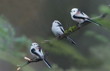 Three cute long tailed tit sitting on a twig. Aegithalos caudatus