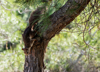 Squirrel climbing down a tree