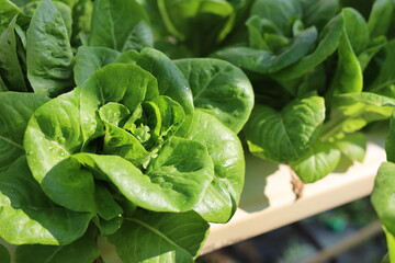 cabbage growing in the garden