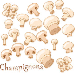 White mushroom pattern. Vector illustration. Mushroom pattern. Useful food from champignons.