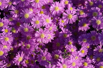  Marguerite Daisy  