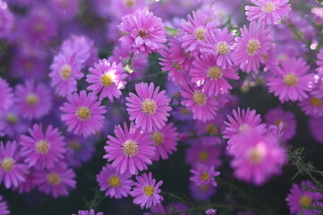 Obraz premium Marguerite Daisy 
