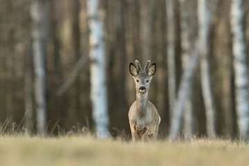 A young roebuck standing on the horizon. Wildlife scene from european nature. Capreolus capreolus