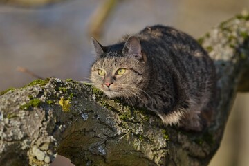 A beautiful tabby cat lurking on the tree. 