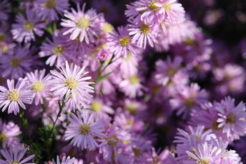 Obraz premium Marguerite Daisy 