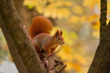 A cute european red squirrel sitting on the tree.  Autumn scene with a cute red squirrel. Sciurus vulgaris.