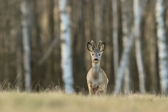 Robuck Background รูปภาพRoebuck – เลือกดูภาพถ่ายสต็อก เวกเตอร์ และวิดีโอ121,255 | Adobe Stock