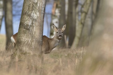 A doe hides behind a tree and looks at the camera. Wildlife scene with a roe deer. Spring in the nature.
