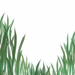 Fototapeta premium green grass background