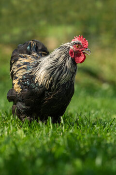 Marans cock in a summer meadow