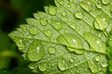 Large beautiful drops of transparent rain water on a green leaf macro. Drops of dew in the morning glow in the sun. Beautiful leaf texture in nature. Natural background