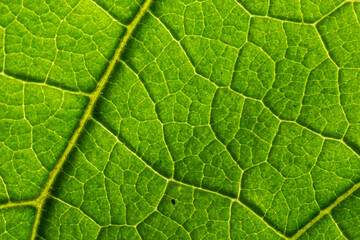 Abstract green leaves texture for background. Natural environment, ecological concept