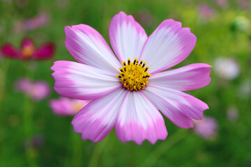 Obraz premium Closeup of a Blooming Gorgeous Bicolor Garden Cosmos or Mexican Aster