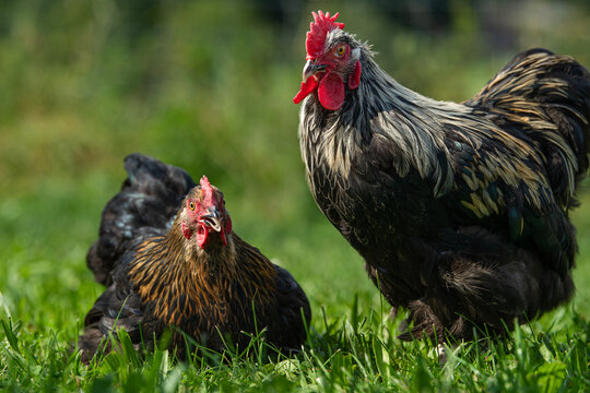 Marans cock and hen in a meadow
