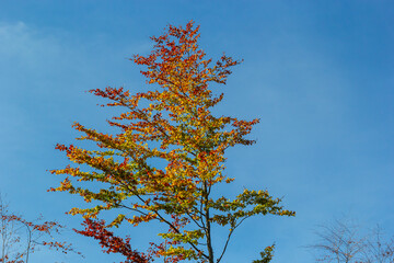 Yellow leaves on autumn trees against the blue sky