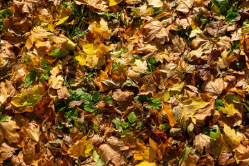 Colorful backround image of fallen autumn leaves perfect for seasonal use
